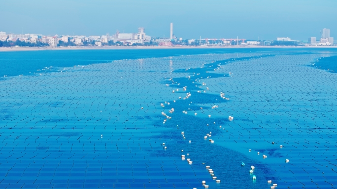 石狮海洋养殖海产品石狮紫菜种植