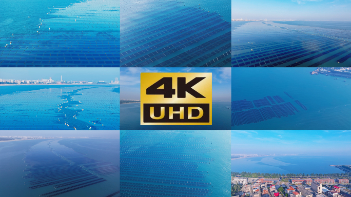 石狮海洋养殖海产品石狮紫菜种植