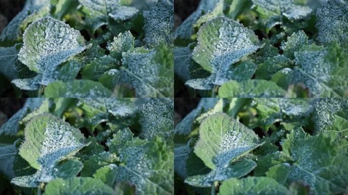 蔬菜叶子上霜冻融化延时摄影4