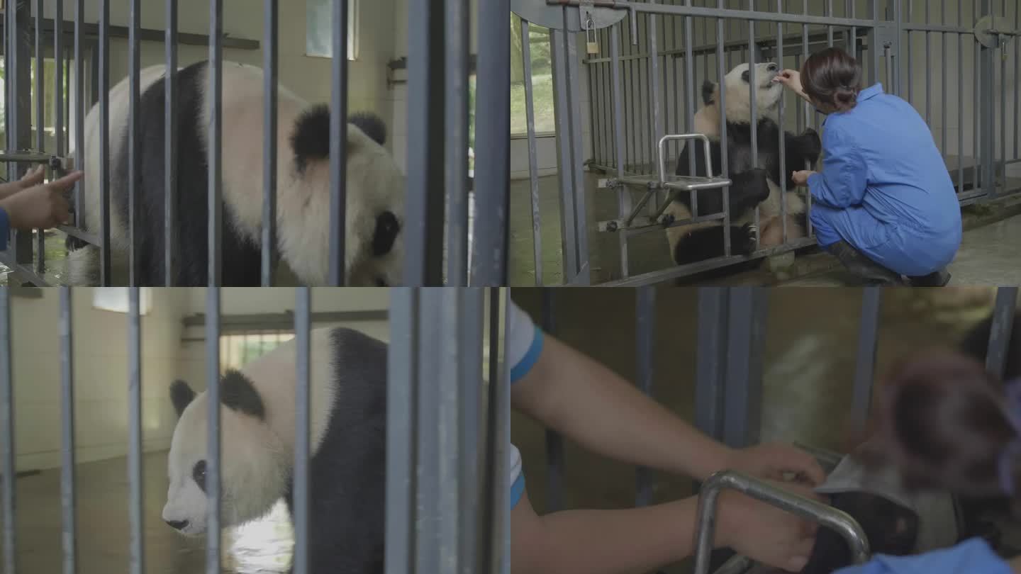 大熊猫量血压 大熊猫体检 熊猫健康 国宝