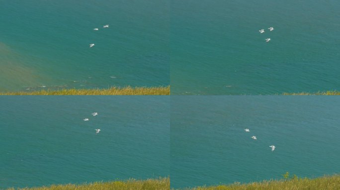 在一个多风的夏日，白色的海鸥飞过长满草的悬崖边缘