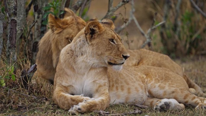 马赛马拉，一对正在交配的狮子和母狮正在休息