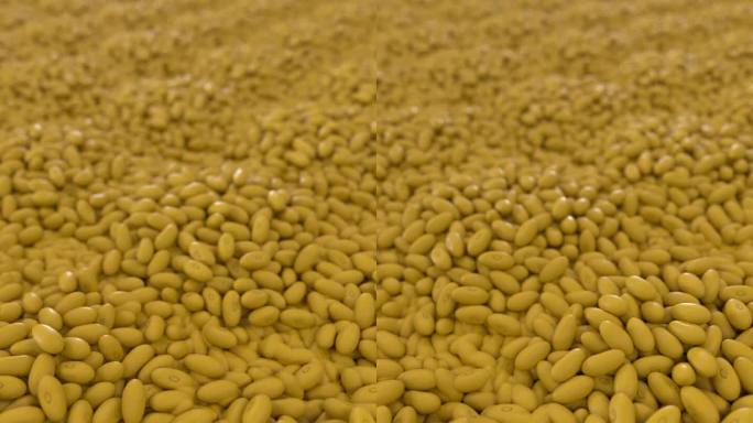 优质黄豆 农作物粮食