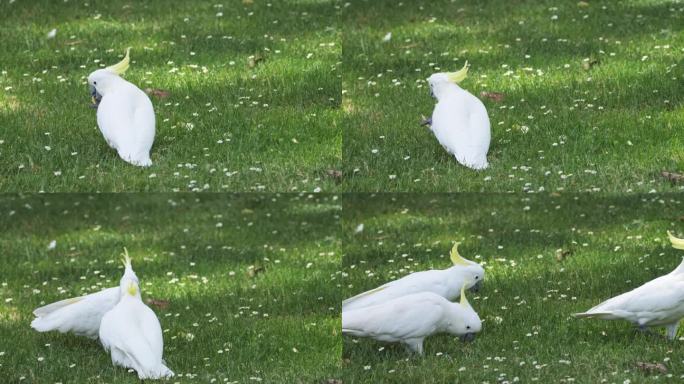 一只野生凤头鹦鹉吃东西的慢动作视频