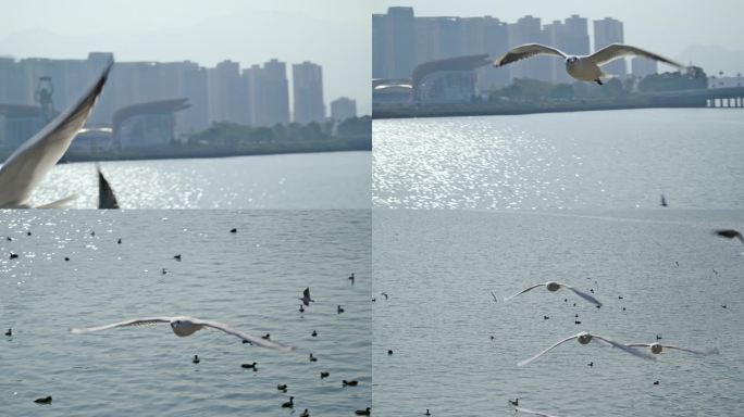 海鸥飞翔觅食城市自然生态人与动物