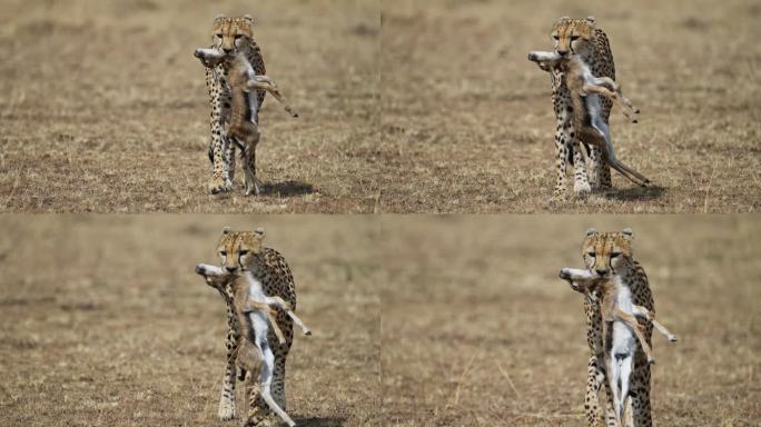 猎豹正在捕猎一只小汤姆逊瞪羚并用嘴抓住它