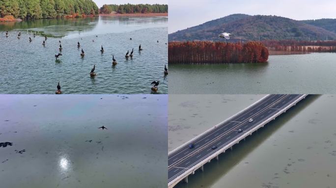 4K 无锡太湖航拍 鸟类  大群水鸟