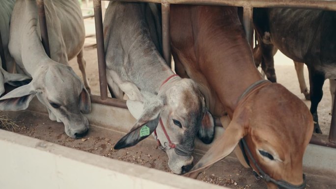 集约化饲养场养牛:现代肉牛养殖一瞥。