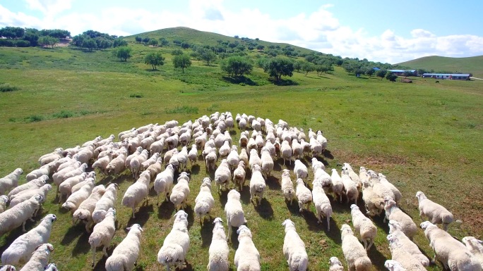 草原河流 羊群 牛羊 草原牛羊 草原羊群
