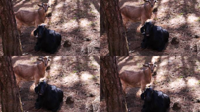 森林里的一群黑山羊