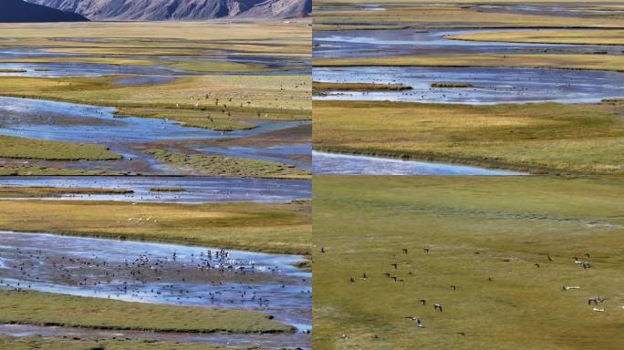 航拍西藏阿里班公湖湿地万鸟齐飞