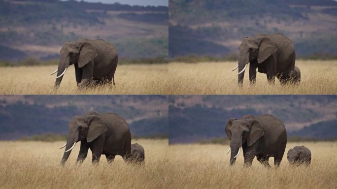 一群非洲象庄严地走过广阔的热带稀树草原