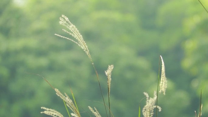 微风 芦苇微动