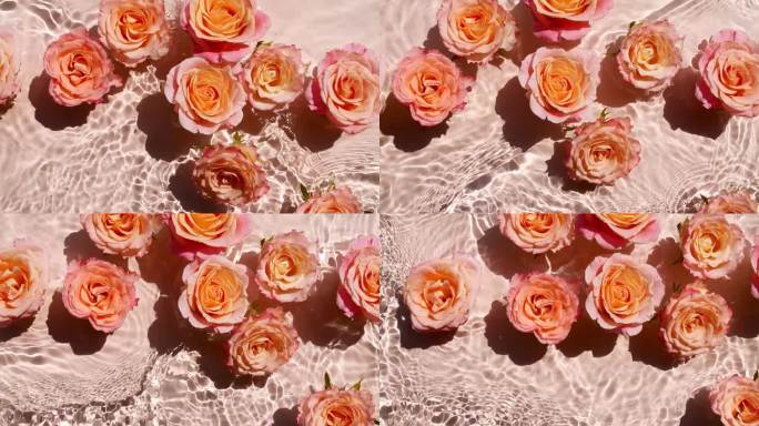 水面上的玫瑰花，从上往下看。缓慢的运动。柔软的粉红色玫瑰在清澈平静的水中。太阳和阴影。纯净的粉红色的