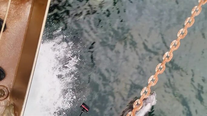 海豚在海上沿着生锈的船锚游泳