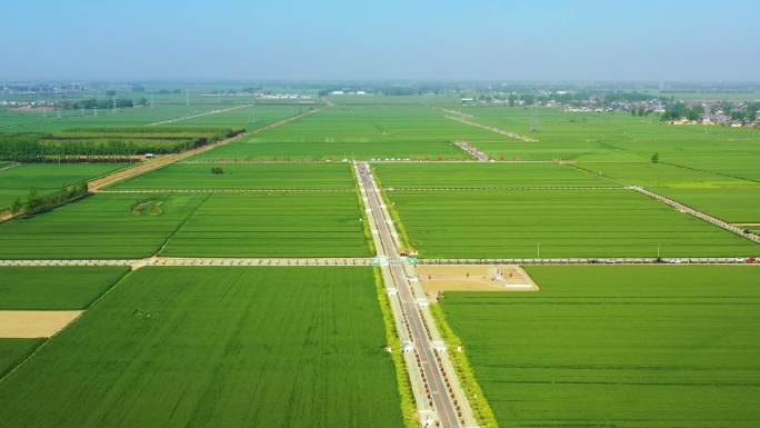 标准示范田麦地田地航拍2