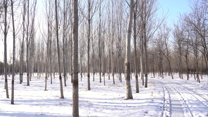 冬日雪地里的树林漂亮风景