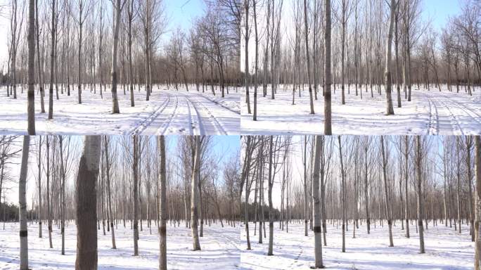 冬日雪地里的树林漂亮风景