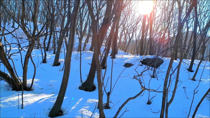 雪后阳光下的山林