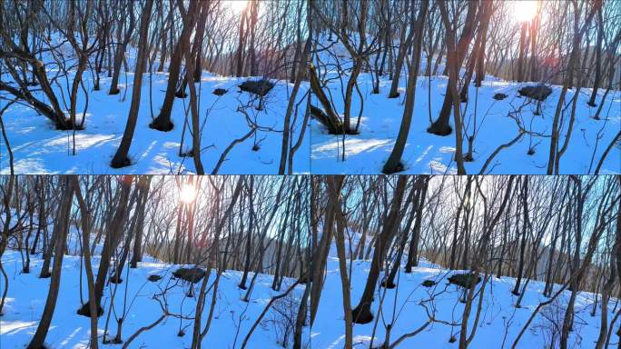 雪后阳光下的山林