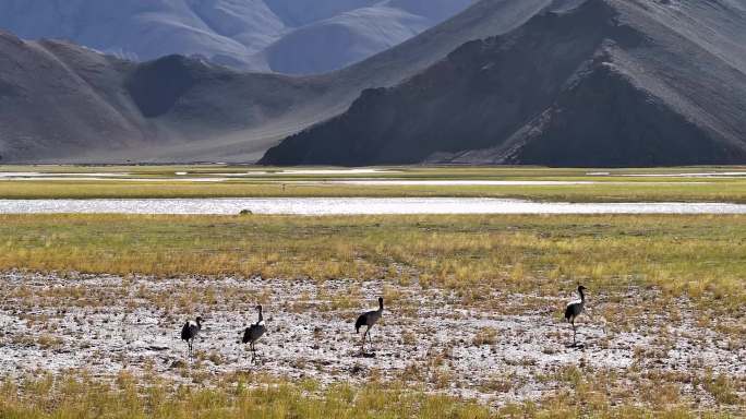 4K航拍西藏阿里班公湖黑颈鹤