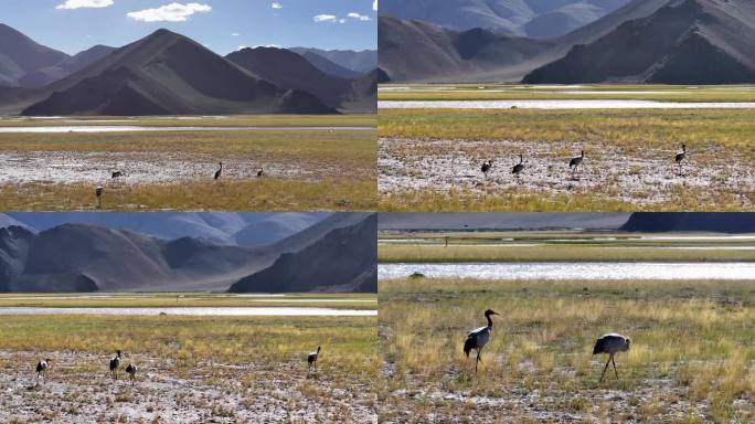 4K航拍西藏阿里班公湖黑颈鹤