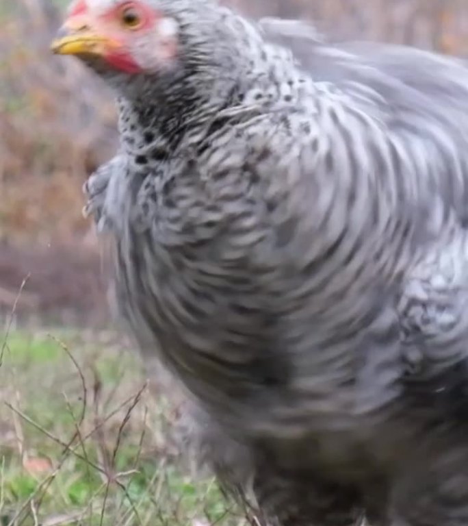 240帧超级慢动作的漂亮小鸡。垂直视频