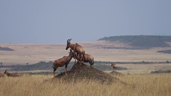 托皮羚羊站在一个小土丘上保护它的羊群
