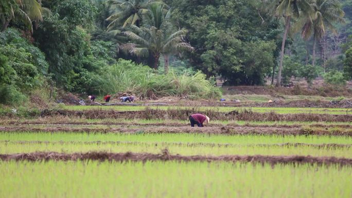 水稻田干活的农民