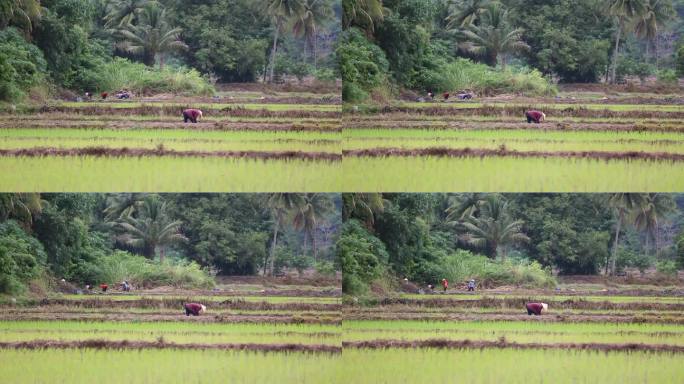 水稻田干活的农民