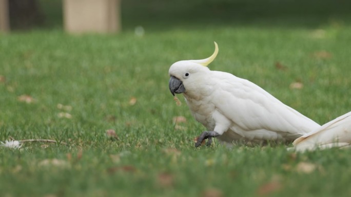 一只野生凤头鹦鹉吃东西的慢动作视频