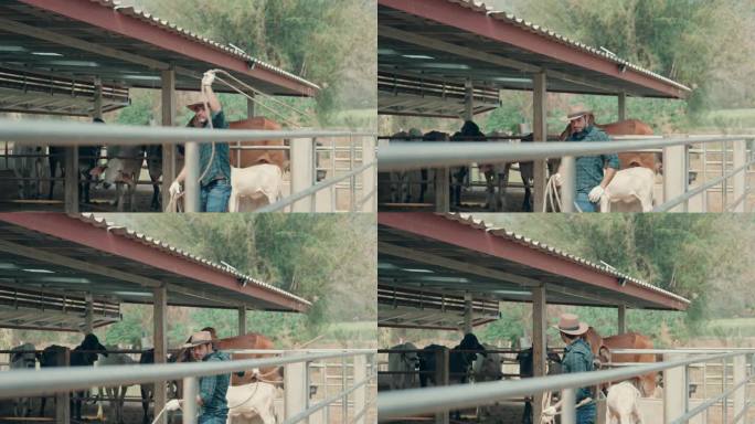 牛仔在行动:在西部牧场套牛和放牧。