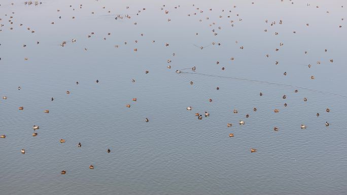浙江水面湖面冬天候鸟水鸟野鸭实拍原素材