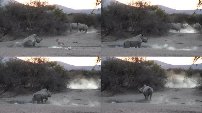 一头犀牛从一个小池塘里爬了出来，吓了一大跳，扬起了一团灰尘。