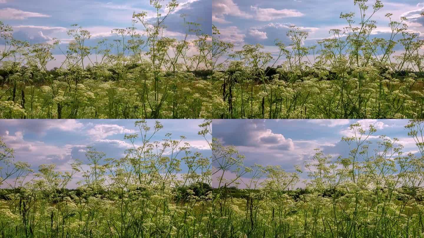 在拉脱维亚的里加，随着时间的推移，野花在开阔的田野上飘着云