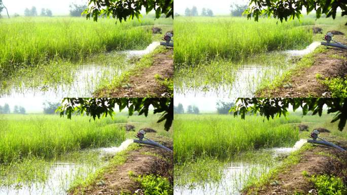 农民正在把水抽到稻田里。