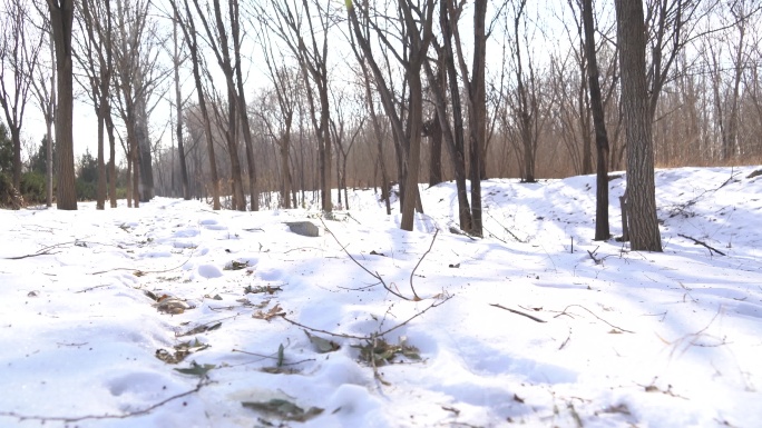 冬季树林雪地横移镜头
