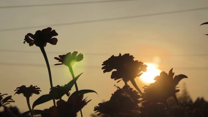 逆光花朵夕阳