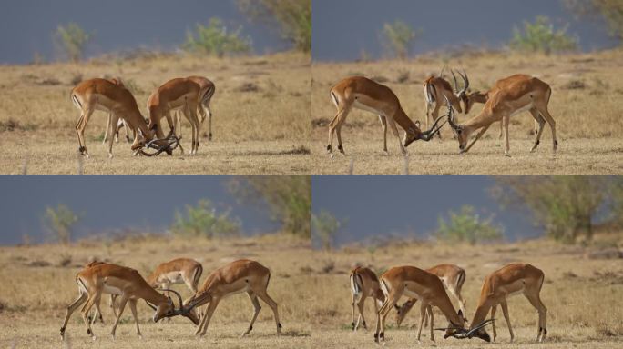 雄性黑斑羚或羚羊用它们的角打斗