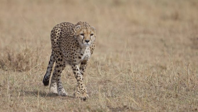猎豹在马赛马拉草原上跟踪猎物