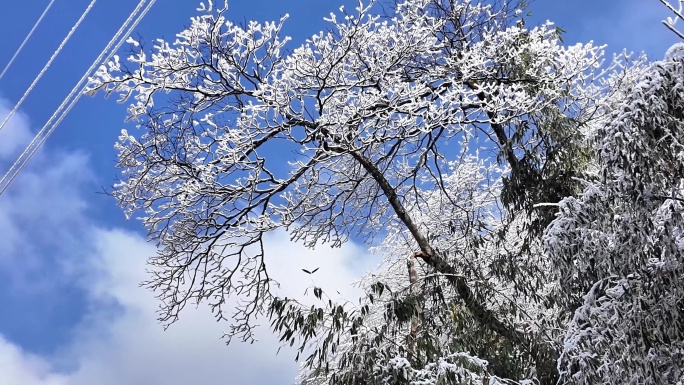 重庆南川：金佛山玉树开“琼花”