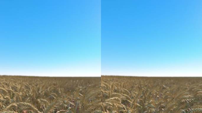 小麦 麸麦 浮麦 浮小麦 空空麦 麦