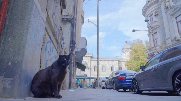 欧洲街头流浪猫
