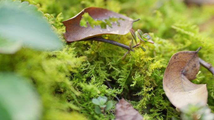 苔藓青苔