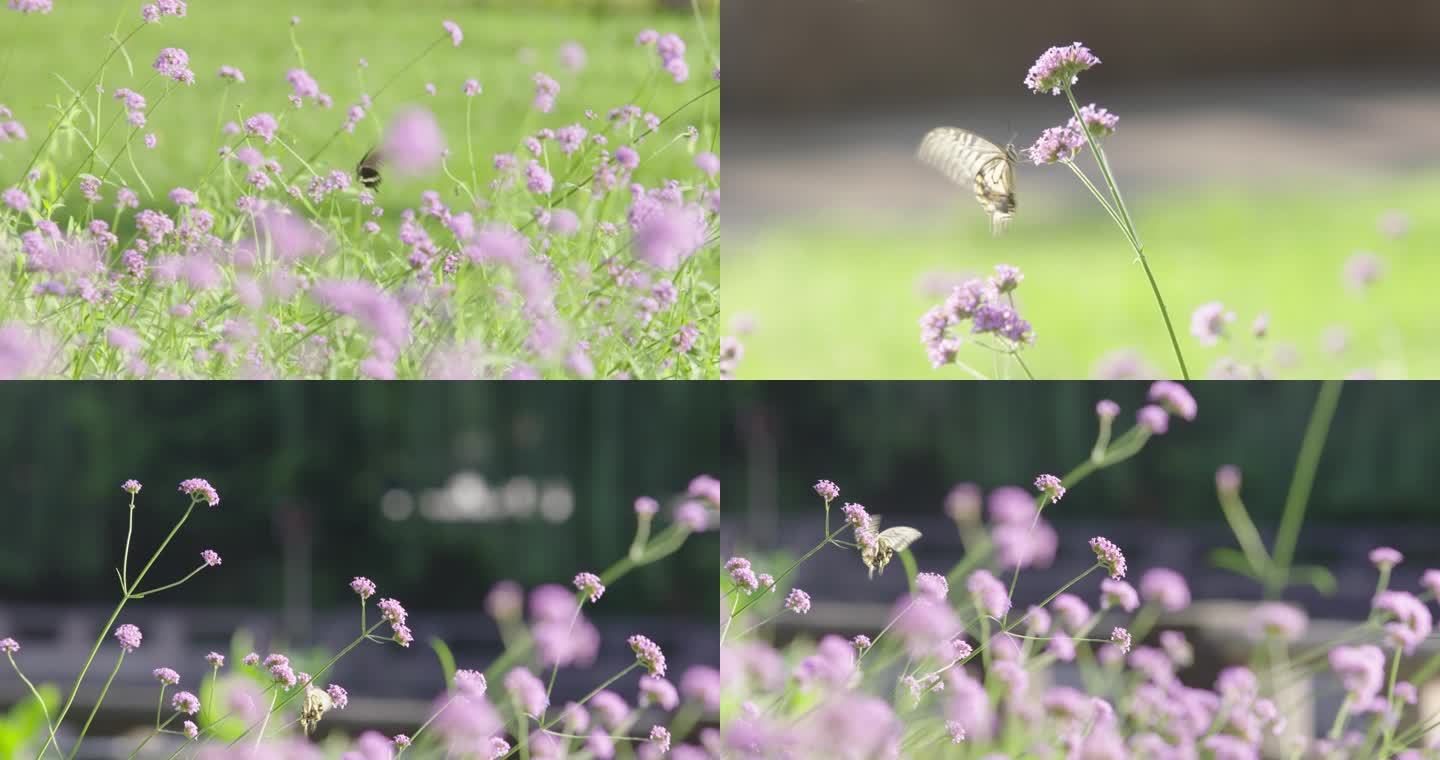 蝴蝶 春天 花朵  户外 自然 森林公园
