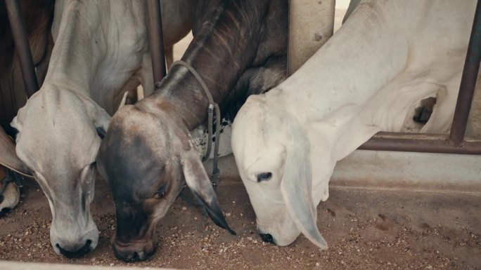 集约化饲养场养牛:现代肉牛养殖一瞥。