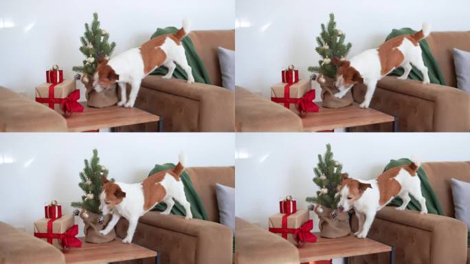 一只热情的杰克罗素梗狗与一棵小圣诞树互动