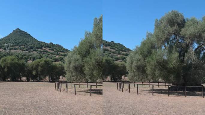 千年橄榄树