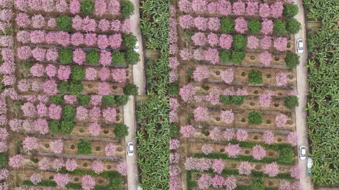 中国广东省广东省广州市南沙马克村紫花风铃