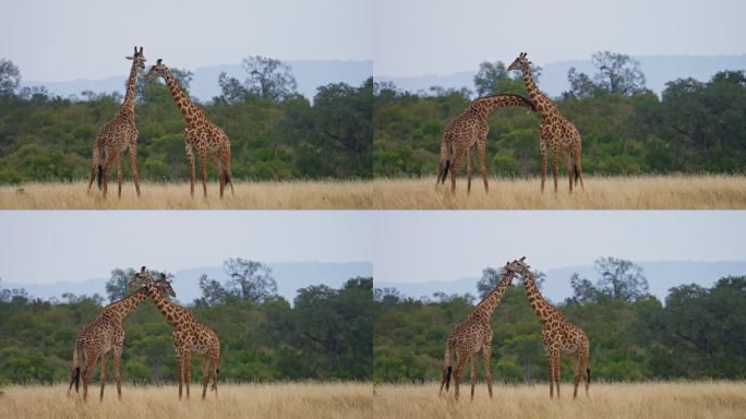 两只长颈鹿互相搂着脖子